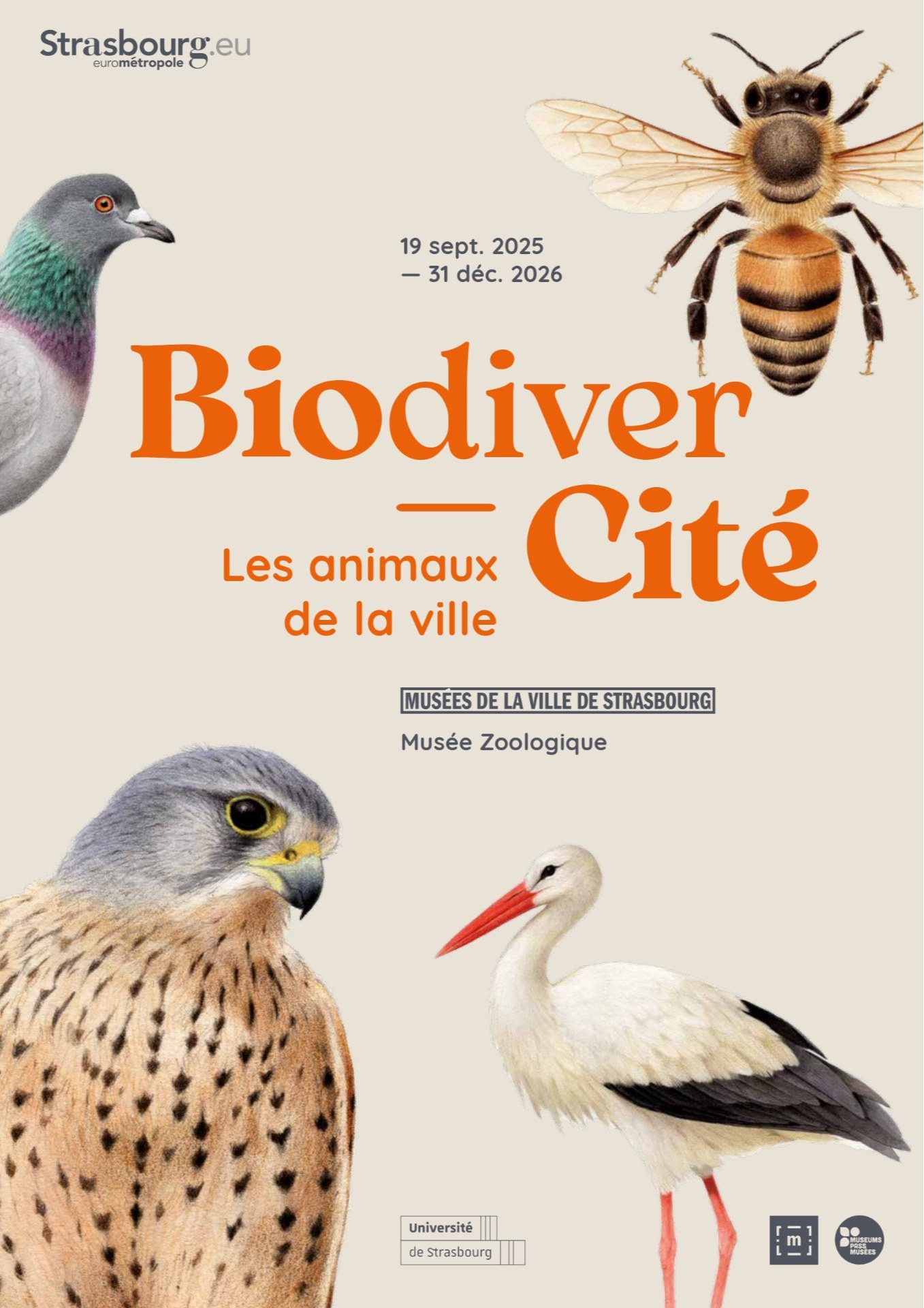BiodiverCity. Urban animals