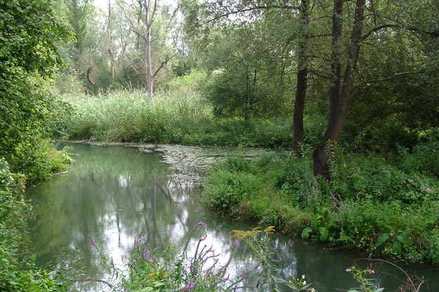 Forêt de bauerngrundwasser