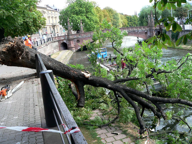 Arbre déraciné quai des bateliers